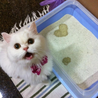 Cat-Makes-You-a-Heart-Symbol-In-Her-Litter-Box_408x408.png