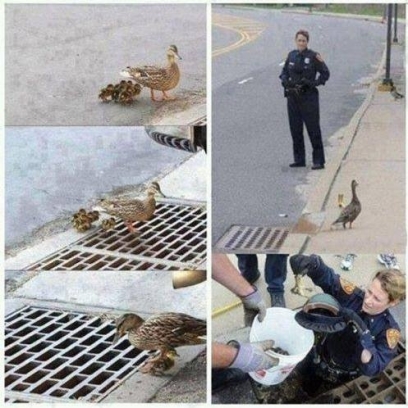 Mama Duck Realizes Her Lack Of Parenting When Its Simply Too