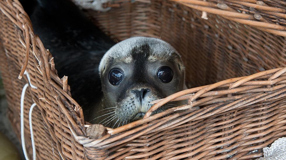 Cute Baby Seal Rescued From The Seehundstation In Germany