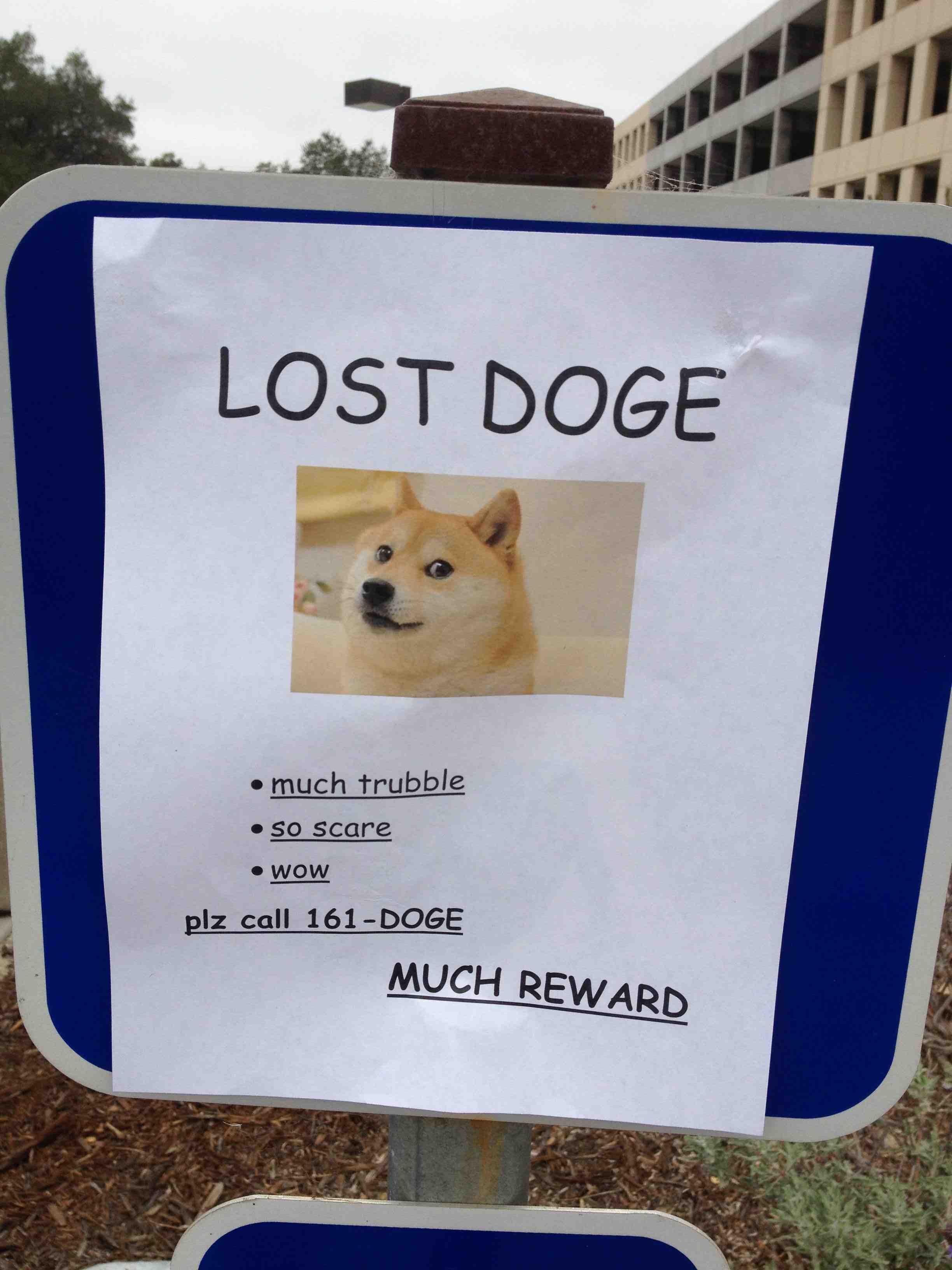 Lost Doge Meme ! Much Trouble, So Scare, Wow