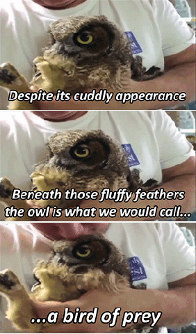 The Fluffy Owl Is Wise Bird Of Prey & Malevolent Looks